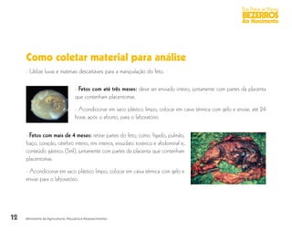 12
Boas Práticas de Manejo
BEZERROS
Ao Nascimento
Ministério da Agricultura, Pecuária e Abastecimento
Como coletar material para análise
- Fetos com até três meses: deve ser enviado inteiro, juntamente com partes da placenta
que contenham placentomas.
- Acondicionar em saco plástico limpo, colocar em caixa térmica com gelo e enviar, até 24
horas após o aborto, para o laboratório.
- Fetos com mais de 4 meses: retirar partes do feto, como: fígado, pulmão,
baço, coração, cérebro inteiro, rins inteiros, exsudato toráxico e abdominal e,
conteúdo gástrico (5ml), juntamente com partes da placenta que contenham
placentomas.
- Acondicionar em saco plástico limpo, colocar em caixa térmica com gelo e
enviar para o laboratório.
- Utilize luvas e materiais descartáveis para a manipulação do feto.
 