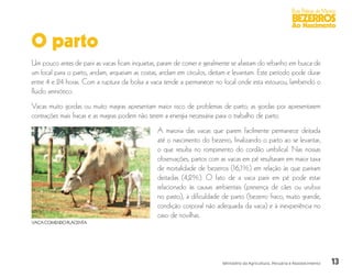 13
Boas Práticas de Manejo
BEZERROS
Ao Nascimento
Ministério da Agricultura, Pecuária e Abastecimento
O parto
Um pouco antes de parir as vacas ficam inquietas, param de comer e geralmente se afastam do rebanho em busca de
um local para o parto, andam, arqueiam as costas, andam em círculos, deitam e levantam. Este período pode durar
entre 4 e 24 horas. Com a ruptura da bolsa a vaca tende a permanecer no local onde esta estourou, lambendo o
fluido amniótico.
Vacas muito gordas ou muito magras apresentam maior risco de problemas de parto; as gordas por apresentarem
contrações mais fracas e as magras podem não terem a energia necessária para o trabalho de parto.
A maioria das vacas que parem facilmente permanece deitada
até o nascimento do bezerro, finalizando o parto ao se levantar,
o que resulta no rompimento do cordão umbilical. Nas nossas
observações, partos com as vacas em pé resultaram em maior taxa
de mortalidade de bezerros (16,1%) em relação às que pariram
deitadas (4,2%). O fato de a vaca parir em pé pode estar
relacionado às causas ambientais (presença de cães ou urubus
no pasto), à dificuldade de parto (bezerro fraco, muito grande,
condição corporal não adequada da vaca) e à inexperiência no
caso de novilhas.
VACACOMENDOPLACENTA
 