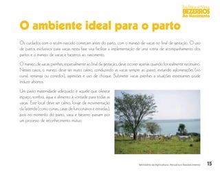 15
Boas Práticas de Manejo
BEZERROS
Ao Nascimento
Ministério da Agricultura, Pecuária e Abastecimento
O ambiente ideal para o parto
Os cuidados com o recém-nascido começam antes do parto, com o manejo de vacas no final de gestação. O uso
de pastos exclusivos para vacas nesta fase visa facilitar a implementação de uma rotina de acompanhamento dos
partos e o manejo de vacas e bezerros ao nascimento.
O manejo de vacas prenhes, especialmente ao final da gestação, deve ocorrer apenas quando for realmente necessário.
Nestes casos, o manejo deve ser muito calmo, conduzindo as vacas sempre ao passo, evitando aglomerações (no
curral, remanga ou corredor), agressões e uso de choque. Submeter vacas prenhes a situações estressantes pode
induzir abortos.
Um pasto maternidade adequado é aquele que oferece
espaço, sombra, água e alimento à vontade para todas as
vacas. Este local deve ser calmo, longe da movimentação
da fazenda (como currais, casas de funcionários e estradas),
pois no momento do parto, vaca e bezerro passam por
um processo de reconhecimento mútuo.
 
