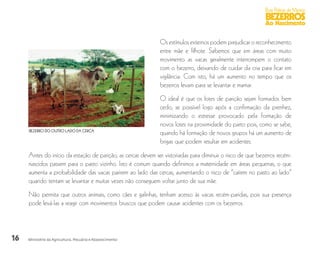 16
Boas Práticas de Manejo
BEZERROS
Ao Nascimento
Ministério da Agricultura, Pecuária e Abastecimento
Os estímulos externos podem prejudicar o reconhecimento
entre mãe e filhote. Sabemos que em áreas com muito
movimento as vacas geralmente interrompem o contato
com o bezerro, deixando de cuidar da cria para ficar em
vigilância. Com isto, há um aumento no tempo que os
bezerros levam para se levantar e mamar.
O ideal é que os lotes de parição sejam formados bem
cedo, se possível logo após a confirmação da prenhez,
minimizando o estresse provocado pela formação de
novos lotes na proximidade do parto pois, como se sabe,
quando há formação de novos grupos há um aumento de
brigas que podem resultar em acidentes.
Antes do início da estação de parição, as cercas devem ser vistoriadas para diminuir o risco de que bezerros recém-
nascidos passem para o pasto vizinho. Isto é comum quando definimos a maternidade em áreas pequenas, o que
aumenta a probabilidade das vacas parirem ao lado das cercas, aumentando o risco de “caírem no pasto ao lado”
quando tentam se levantar e muitas vezes não conseguem voltar junto de sua mãe.
Não permita que outros animais, como cães e galinhas, tenham acesso às vacas recém-paridas, pois sua presença
pode levá-las a reagir com movimentos bruscos que podem causar acidentes com os bezerros.
BEZERRO DO OUTRO LADO DA CERCA
 