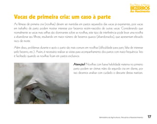 17
Boas Práticas de Manejo
BEZERROS
Ao Nascimento
Ministério da Agricultura, Pecuária e Abastecimento
Vacas de primeira cria: um caso à parte
As fêmeas de primeira cria (novilhas) devem ser mantidas em pastos separados das vacas já experientes, pois vacas
em trabalho de parto podem mostrar interesse por bezerros recém-nascidos de outras vacas. Considerando que
normalmente as vacas mais velhas são dominantes sobre as novilhas, este tipo de interferência pode levar uma novilha
a abandonar seu filhote, resultando em maior número de bezerros guaxos (abandonados), que apresentam elevado
risco de morte.
Além disso, problemas durante e após o parto são mais comuns em novilhas (dificuldade para parir, falta de interesse
pelo bezerro, etc.). Assim, é necessário realizar as visitas para acompanhamento dos partos com maior frequência. Isto
é facilitado quando as novilhas ficam em pastos exclusivos.
Atenção! Novilhas com baixa habilidade materna no primeiro
parto podem ser ótimas mães da segunda cria em diante, por
isso devemos analisar com cuidado o descarte destas matrizes.
 