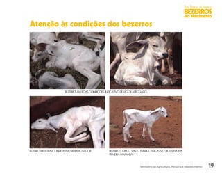 19
Boas Práticas de Manejo
BEZERROS
Ao Nascimento
Ministério da Agricultura, Pecuária e Abastecimento
Atenção às condições dos bezerros
BEZERROS EM BOAS CONDIÇÕES, INDICATIVO DE VIGOR ADEQUADO
BEZERRO PROSTRADO, INDICATIVO DE BAIXO VIGOR BEZERRO COM O VAZIO FUNDO, INDICATIVO DE FALHA NA
PRIMEIRA MAMADA
 