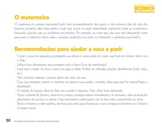 20
Boas Práticas de Manejo
BEZERROS
Ao Nascimento
Ministério da Agricultura, Pecuária e Abastecimento
O materneiro
O materneiro é a pessoa responsável pelo bom acompanhamento dos partos e dos primeiros dias de vida dos
bezerros, portanto, deve estar atento a tudo que ocorre no pasto maternidade, registrando todas as ocorrências e
buscando soluções para os problemas encontrados. Por exemplo, ao notar que uma vaca está demorando muito
para parir, o materneiro deve avaliar a situação, ajudando-a no parto ou chamando o veterinário para fazê-lo.
Recomendações para ajudar a vaca a parir
-	 Conter a vaca com segurança, protegendo sua cabeça e outras partes do corpo que ficam em contato direto com
o chão.
-	 Utilizar luvas descartáveis, que protegem todo o braço (luva de inseminação).
-	 Lavar bem a região do ânus e vulva com água e sabão. Podem ser utilizadas soluções desinfetantes (iodo, cloro,
etc.).
-	 Não introduzir materiais cortantes dentro do útero da vaca.
-	 Caso seja necessário amarrar os membros do bezerro para auxiliar a retirada, utilize para esse fim material limpo e
desinfetado.
-	 A retirada do bezerro deve ser feita com cautela e segurança. Não utilize força demasiada.
-	 Após a retirada do bezerro, observe se o mesmo consegue respirar normalmente e se necessário, retire as secreções
placentárias da sua boca e narinas e faça movimentos cadenciados com as duas mãos comprimindo seu tórax.
-	 Deixe o bezerro e a mãe sozinhos, mas fique por perto para observar se a vaca consegue se levantar e se o bezerro
consegue mamar.
 