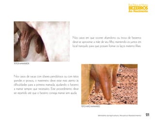 21
Boas Práticas de Manejo
BEZERROS
Ao Nascimento
Ministério da Agricultura, Pecuária e Abastecimento
Nos casos em que ocorrer abandono ou troca de bezerros
deve-se aproximar a mãe de seu filho, mantendo-os juntos em
local tranquilo para que possam formar os laços materno-filiais.
Nos casos de vacas com úberes pendulosos ou com tetos
grandes e grossos, o materneiro deve estar mais atento às
dificuldades para a primeira mamada, ajudando o bezerro
a mamar sempre que necessário. Este procedimento deve
ser repetido até que o bezerro consiga mamar sem ajuda.
TETOS MAMADOS
TETO NÃO MAMADO
 