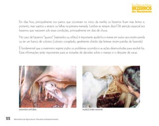 22
Boas Práticas de Manejo
BEZERROS
Ao Nascimento
Ministério da Agricultura, Pecuária e Abastecimento
Em dias frios, principalmente nos partos que ocorreram no início da manhã, os bezerros ficam mais lentos e,
portanto, mais sujeitos a atrasos ou falhas na primeira mamada. Lembre-se sempre disso! Dê atenção especial aos
bezerros que nascerem sob essas condições, principalmente em dias de chuva.
No caso de bezerros “guaxos” (rejeitados ou órfãos) é importante ajudá-los a mamar em outra vaca recém-parida
ou ter um banco de colostro (colostro congelado, geralmente obtido das leiteiras recém-paridas da fazenda).
É fundamental que o materneiro registre todos os problemas ocorridos e as ações desenvolvidas para resolvê-los.
Estas informações serão importantes para as tomadas de decisões sobre o manejo e o descarte de vacas.
MAMADA NATURAL AUXÍLIO PARA MAMAR
 