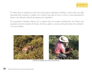 24
Boas Práticas de Manejo
BEZERROS
Ao Nascimento
Ministério da Agricultura, Pecuária e Abastecimento
O manejo deve ser realizado por pelo menos duas pessoas experientes, montadas a cavalo, sendo uma delas
responsável pela contenção e cuidados com o bezerro (que deve ser feito no solo) e a outra responsável em
manter a vaca afastada, cuidando da segurança do companheiro.
Os equipamentos (tatuador, balança, etc.) e materiais (tinta de tatuagem, medicamentos, etc.) devem estar
preparados antes da contenção do bezerro, de forma a agilizar o processo, diminuindo tempo de contenção e
o risco de acidentes.
CUIDANDO DO BEZERRO NO LOCAL DO NASCIMENTO
 