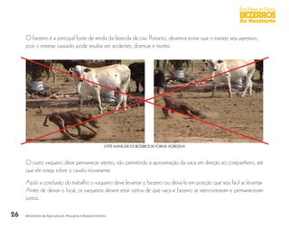 26
Boas Práticas de Manejo
BEZERROS
Ao Nascimento
Ministério da Agricultura, Pecuária e Abastecimento
O bezerro é a principal fonte de renda da fazenda de cria. Portanto, devemos evitar que o manejo seja agressivo,
pois o estresse causado pode resultar em acidentes, doenças e mortes.
EVITE MANEJAR OS BEZERROS DE FORMA AGRESSIVA
O outro vaqueiro deve permanecer atento, não permitindo a aproximação da vaca em direção ao companheiro, até
que ele esteja sobre o cavalo novamente.
Após a conclusão do trabalho o vaqueiro deve levantar o bezerro ou deixá-lo em posição que seja fácil se levantar.
Antes de deixar o local, os vaqueiros devem estar certos de que vaca e bezerro se reencontraram e permaneceram
juntos.
 