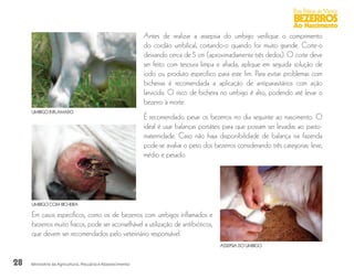 28
Boas Práticas de Manejo
BEZERROS
Ao Nascimento
Ministério da Agricultura, Pecuária e Abastecimento
Antes de realizar a assepsia do umbigo verifique o comprimento
do cordão umbilical, cortando-o quando for muito grande. Corte-o
deixando cerca de 5 cm (aproximadamente três dedos). O corte deve
ser feito com tesoura limpa e afiada, aplique em seguida solução de
iodo ou produto específico para este fim. Para evitar problemas com
bicheiras é recomendada a aplicação de antiparasitários com ação
larvicida. O risco de bicheira no umbigo é alto, podendo até levar o
bezerro à morte.
É recomendado pesar os bezerros no dia seguinte ao nascimento. O
ideal é usar balanças portáteis para que possam ser levadas ao pasto-
maternidade. Caso não haja disponibilidade de balança na fazenda
pode-se avaliar o peso dos bezerros considerando três categorias: leve,
médio e pesado.
Em casos específicos, como os de bezerros com umbigos inflamados e
bezerros muito fracos, pode ser aconselhável a utilização de antibióticos,
que devem ser recomendados pelo veterinário responsável.
UMBIGO INFLAMADO
UMBIGO COM BICHEIRA
ASSEPSIA DO UMBIGO
 