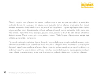 30
Boas Práticas de Manejo
BEZERROS
Ao Nascimento
Ministério da Agricultura, Pecuária e Abastecimento
Quando perceber que o bezerro não mamou conduza-o com a vaca ao curral, procedendo a apartação e
contenção da vaca no tronco, para em seguida amarrar suas patas de trás. Quando a vaca estiver bem contida
massageie levemente o úbere, tirando dois ou três jatos de leite de cada teto. Logo em seguida posicione o bezerro
próximo ao úbere e com dois dedos alise o céu de sua boca até que ele comece a chupá-los. Então, com a outra
mão, comece a espirrar leite em sua boca para, pouco a pouco, aproximá-la de um dos tetos até que o bezerro o
abocanhe e mame. Caso o bezerro perca o teto, repita o processo. O ideal é deixar o bezerro mamar até que fique
satisfeito, apresentando a barriga cheia.
No caso do pasto maternidade estar distante do curral, é recomendado que a vaca seja conduzida ao passo, porém
o bezerro deve receber ajuda, podendo ser levado ao curral na cabeça do arreio, em carreta ou outro transporte
disponível. Impor longas caminhadas a bezerros fracos e que não tenham mamado pode esgotá-los, deixando-os
ainda mais fracos. No caso do bezerro ser levado a cavalo, é recomendado que uma ou duas pessoas conduzam
a vaca à frente, pois nesta situação, muitas vacas ficam nervosas, podendo oferecer risco a quem leva o bezerro.
 