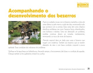 31
Boas Práticas de Manejo
BEZERROS
Ao Nascimento
Ministério da Agricultura, Pecuária e Abastecimento
Acompanhando o
desenvolvimento dos bezerros
Após os cuidados iniciais com os bezerros mantenha a rotina de
visitas diárias ou pelo menos a cada três dias, monitorando tudo
que acontece com os animais. Estas visitas têm como objetivo
identificar problemas, tais como: bezerros fracos, abandonados,
com bicheiras e diarréias. Uma vez detectado um problema,
medidas corretivas devem ser tomadas imediatamente,
minimizando os riscos de morte de bezerros.
Atenção especial deve ser dada para vacas e bezerros que
mugem com insistência. Também aos bezerros que se mantém
afastados da mãe e com baixa condição corporal e pouca
agilidade. Estas condições são indicativas de problemas.
Verifique se há água limpa nos bebedouros, checando sempre o funcionamento das bóias e a condição de aguadas.
Cheque também se há suplemento mineral nos cochos.
 