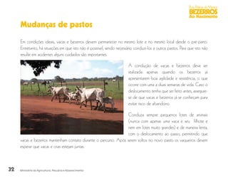 32
Boas Práticas de Manejo
BEZERROS
Ao Nascimento
Ministério da Agricultura, Pecuária e Abastecimento
Mudanças de pastos
Em condições ideais, vacas e bezerros devem permanecer no mesmo lote e no mesmo local desde o pré-parto.
Entretanto, há situações em que isto não é possível, sendo necessário conduzi-los a outros pastos. Para que isto não
resulte em acidentes alguns cuidados são importantes.
A condução de vacas e bezerros deve ser
realizada apenas quando os bezerros já
apresentarem boa agilidade e resistência, o que
ocorre com uma a duas semanas de vida. Caso o
deslocamento tenha que ser feito antes, assegure-
se de que vacas e bezerros já se conheçam para
evitar risco de abandono.
Conduza sempre pequenos lotes de animais
(nunca com apenas uma vaca e seu filhote e
nem em lotes muito grandes) e de maneira lenta,
com o deslocamento ao passo, permitindo que
vacas e bezerros mantenham contato durante o percurso. Após serem soltos no novo pasto os vaqueiros devem
esperar que vacas e crias estejam juntas.
 