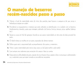34
Boas Práticas de Manejo
BEZERROS
Ao Nascimento
Ministério da Agricultura, Pecuária e Abastecimento
O manejo de bezerros
recém-nascidos passo a passo
1. 	Vistorie o local da maternidade antes do início das parições, tape buracos e assegure-se de que cercas e
bebedouros estejam em ordem.
2. 	Providencie os equipamentos e materiais que serão utilizados na identificação e no cuidado com os bezerros
(medicamentos, tatuador, pasta para tatuagem, aplicador de brincos, brincos, tesoura, pinça, agulhas, balança,
etc.).
3. 	Separe as vacas em final de gestação, levando-as aos pastos maternidade um mês antes da data provável do
parto.
4. 	O ideal é deixar as novilhas em um pasto, separadas das demais matrizes.
5.	 Defina quem será o responsável pelo acompanhamento dos partos, o materneiro.
6.	 Visite o pasto maternidade pelo menos duas vezes ao dia (pela manhã e pela tarde).
7. 	Leve sempre uma caderneta para anotações de campo e lápis ou caneta.
8. 	Esteja atento às dificuldades de parto, rejeição da cria e bezerro fraco, registre o fato e comunique o administrador
ou o veterinário para que sejam tomadas as providências necessárias.
 
