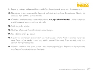 35
Boas Práticas de Manejo
BEZERROS
Ao Nascimento
Ministério da Agricultura, Pecuária e Abastecimento
9. 	Registre na caderneta qualquer problema ocorrido (frio, chuva, ataque de urubus, troca de piquetes, etc.).
10.	Não maneje bezerros recém-nascidos, faça-o de preferência após 6 horas do nascimento. Quando for
detectado algum problema aja imediatamente.
11. 	Contenha o bezerro segurando-o pela virilha e pescoço. Não jogue o bezerro no chão! Levante-o um pouco
e apóie-o na perna fazendo-o escorregar até o solo.
12. 	Cuide do cordão umbilical.
13. 	Identifique o bezerro, preferencialmente com uso de tatuagem.
14. 	Pese o bezerro sempre que possível.
15. 	Observe se o bezerro ingeriu o colostro e em caso negativo, ajude-o a mamar. Anote na caderneta as prováveis
causas (tetos e úbere grandes, bezerro fraco, rejeição materna). Estes animais devem ser ajudados até que
consigam mamar por conta própria.
16. 	Mantenha a rotina de visitas diárias, ou com a maior frequência possível, para diagnosticar qualquer problema
como bezerros fracos, apartados, com diarréia, etc.
 