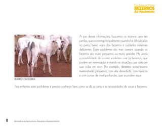 8
Boas Práticas de Manejo
BEZERROS
Ao Nascimento
Ministério da Agricultura, Pecuária e Abastecimento
A par dessas informações, buscamos os motivos para tais
perdas, que ocorrem principalmente quando há dificuldades
no parto, baixo vigor dos bezerros e cuidados maternais
deficientes. Estes problemas são mais comuns quando os
bezerros são muito pequenos ou muito grandes. Há ainda
a possibilidade de ocorrer acidentes com os bezerros, que
podem ser minimizados evitando-se situações que colocam
suas vidas em risco. Por exemplo, devemos evitar pastos
maternidades pequenos, com alta densidade, com buracos
e com curvas de nível profundas, que acumulem água.
Para enfrentar estes problemas é preciso conhecer bem como se dá o parto e as necessidades de vacas e bezerros.
BEZERRO COM DIARREIA
 