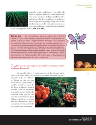 V. ¡Pásame la cátsup!
                                                                                       Jitomate

                        migar los tomates en la tarde y cosecharlos a la
                        mañana siguiente. El llevar a cabo capacitación
                        en Manejo Integrado de Plagas (MIP) entre los
                        cultivadores, ha demostrado que es posible re-
                        ducir la aplicación de plaguicidas y aumentar el
                        nivel de ingresos de los cultivadores mismos sin
                        contaminar el agua, y dañar el entorno ecológi-
co de los campos de cultivo (PAN-UK 2004).


Sabías que . . . los monocultivos o siembra exclusiva de un tipo de
planta, es mucho más propensa a sufrir el ataque de plagas y enferme-
dades, ya que son como una gran pista de aterrizaje, y su capacidad
de responder efectivamente a este tipo de eventos naturales se ve
disminuida en gran por la erosión genética que la reproducción única
de una variedad misma genera. La preferencia de unas variedades so-
bre otras por la industria alimentaria se debe más a una necesidad de
maximizar ganancias sobre costos (ejem: por su uniformidad y atrac-
tivo visual que lo hacen mas fácil de vender), que el de producir un
alimento que contenga un alto valor nutrimental.



2.- ¿Por qué es tan importante cultivar diversas varie-
dades de jitomate?

         La reproducción y el mantenimiento de las diversas varie-                       37
dades es la unica forma de asegurarnos de poder mantener vigente y
accesible todas las diferen-
tes formas de vida que han
evolucionado adaptándose a
cambios climáticos a través de
los siglos, siendo esto la única
manera viable de mantener
y aprender lo que signiﬁca la
evolución de las especies, esto
es como conservar una gran
biblioteca donde se encuentra
toda la información y cono-
cimiento que se ha acumulado
a través de nuestros tiempos.
 