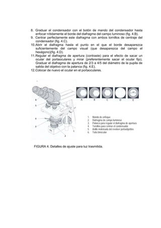 8. Graduar el condensador con el botón de mando del condensador hasta
enfocar nítidamente el borde del diafragma del campo luminoso (fig. 4.B).
9. Centrar perfectamente este diafragma con ambos tornillos de centraje del
condensador (fig. 4.C).
10.Abrir el diafragma hasta el punto en el que el borde desaparezca
suficientemente del campo visual (que desaparezca del campo el
hexágono)(fig. 4.D).
11.Regular el diafragma de apertura (contraste) para el efecto de sacar un
ocular del portaoculares y mirar (preferentemente sacar el ocular fijo).
Graduar el diafragma de apertura de 2/3 a 4/5 del diámetro de la pupila de
salida del objetivo con la palanca (fig. 4.E).
12.Colocar de nuevo el ocular en el portaoculares.
1. Mando de enfoque
2. Diafragma de campo luminoso
3. Palanca para regular el diafragma de apertura
4. Tornillos para centrar el condensador
5. Anillo moleteado del revolver portaobjetitos
6. Tubo binocular
FIGURA 4. Detalles de ajuste para luz trasmitida.
 