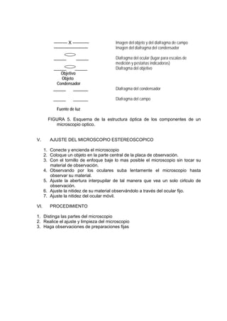 --------- X ----------- Imagen del objeto y del diafragma de campo
----------------------- Imagen del diafragma del condensador
_____ _____ Diafragma del ocular (lugar para escalas de
medición y pestañas indicadoras)
_____ _____ Diafragma del objetivo
Objetivo
Objeto
Condensador
_____ ______ Diafragma del condensador
_____ ______ Diafragma del campo
Fuente de luz
FIGURA 5. Esquema de la estructura óptica de los componentes de un
microscopio optico.
V. AJUSTE DEL MICROSCOPIO ESTEREOSCOPICO
1. Conecte y encienda el microscopio
2. Coloque un objeto en la parte central de la placa de observación.
3. Con el tornillo de enfoque baje lo mas posible el microscopio sin tocar su
material de observación.
4. Observando por los oculares suba lentamente el microscopio hasta
observar su material.
5. Ajuste la abertura interpupilar de tal manera que vea un solo cirlculo de
observación.
6. Ajuste la nitidez de su material observándolo a través del ocular fijo.
7. Ajuste la nitidez del ocular móvil.
VI. PROCEDIMIENTO
1. Distinga las partes del microscopio
2. Realice el ajuste y limpieza del microscopio
3. Haga observaciones de preparaciones fijas
 