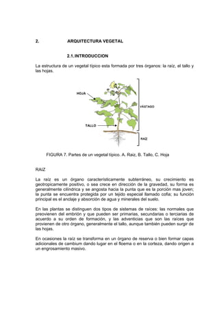 2. ARQUITECTURA VEGETAL
2.1.INTRODUCCION
La estructura de un vegetal típico esta formada por tres órganos: la raíz, el tallo y
las hojas.
FIGURA 7. Partes de un vegetal típico. A. Raiz, B. Tallo, C. Hoja
RAIZ
La raíz es un órgano característicamente subterráneo, su crecimiento es
geotropicamente positivo, o sea crece en dirección de la gravedad, su forma es
generalmente cilíndrica y se angosta hacia la punta que es la porción mas joven;
la punta se encuentra protegida por un tejido especial llamado cofia; su función
principal es el anclaje y absorción de agua y minerales del suelo.
En las plantas se distinguen dos tipos de sistemas de raíces: las normales que
preovienen del embrión y que pueden ser primarias, secundarias o terciarias de
acuerdo a su orden de formación, y las adventicias que son las raíces que
provienen de otro órgano, generalmente el tallo, aunque también pueden surgir de
las hojas.
En ocasiones la raíz se transforma en un órgano de reserva o bien formar capas
adicionales de cambium dando lugar en el floema o en la corteza, dando origen a
un engrosamiento masivo.
HOJA
TALLO
 