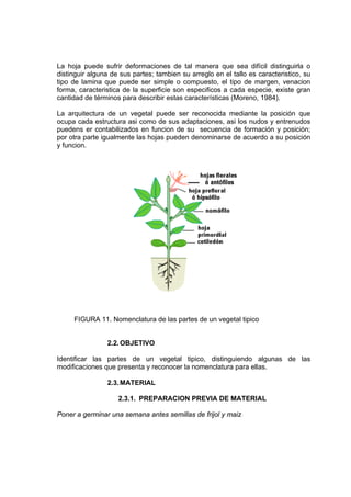 La hoja puede sufrir deformaciones de tal manera que sea difícil distinguirla o
distinguir alguna de sus partes; tambien su arreglo en el tallo es caracteristico, su
tipo de lamina que puede ser simple o compuesto, el tipo de margen, venacion
forma, caracteristica de la superficie son especificos a cada especie, existe gran
cantidad de términos para describir estas características (Moreno, 1984).
La arquitectura de un vegetal puede ser reconocida mediante la posición que
ocupa cada estructura asi como de sus adaptaciones, asi los nudos y entrenudos
puedens er contabilizados en funcion de su secuencia de formación y posición;
por otra parte igualmente las hojas pueden denominarse de acuerdo a su posición
y funcion.
FIGURA 11. Nomenclatura de las partes de un vegetal tipico
2.2.OBJETIVO
Identificar las partes de un vegetal tipico, distinguiendo algunas de las
modificaciones que presenta y reconocer la nomenclatura para ellas.
2.3.MATERIAL
2.3.1. PREPARACION PREVIA DE MATERIAL
Poner a germinar una semana antes semillas de frijol y maiz
 