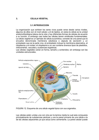 3. CELULA VEGETAL
3.1.INTRODUCCION
La organización que exhiben los seres vivos puede verse desde varios niveles,
algunos de ellos son el nivel celular y el de tejidos, en estos la célula es la unidad
anatomofisiológica básica de la vida y hay diferentes formas de células de acuerdo
a su función, si embargo casi todas las células tienen similitudes fundamentales.
La célula vegetal es un ejemplo de célula eucariótica, consiste de una pared que la
envuelve denominada membrana celulósica o cápsula de secreción y un
protoplasto que es la parte viva, el protoplasto incluye la membrana plasmatica, el
citoplasma y el núcleo; el citoplasma a su vez contiene diversos tipos de plastidios,
mitocondrias, vacuolas y sustancias ergasticas.
Las células vegetales varian en forma, tamaño y contenidos; sin embargo son las
unidades estructurales.
FIGURA 12. Esquema de una célula vegatal típica con sus organelos.
Las células están unidas una con otra por la lamina media la cual esta compuesta
principalmente de substancias pécticas y une la pared primaria de una célula a la
de las células adyacentes ya que actua como cementante. La pared celular puede
 