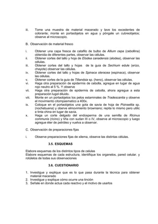 iii. Tome una muestra de material macerado y lave los excedentes de
colorante; monte en portaobjetos en agua y póngale un cubreobjetos;
observe al microscopio.
B. Observación de material fresco
i. Obtener una capa fresca de catafilo de bulbo de Allium cepa (cebollina)
obtenida de diferentes partes, observar las células.
ii. Obtener cortes del tallo y hoja de Elodea canadensis (elodea), observar las
células.
iii. Obtener cortes del tallo y hojas de la guia de Sechium edule (erizo,
chayote) observar las células.
iv. Obtener cortes del tallo y hojas de Spinaca oleracea (espinaca), observar
las células.
v. Obtener cortes de la guia de Tillandsia sp. (heno), observar las células.
vi. Haga otra preparación de epidermis de cebolla, agregue en lugar de agua
rojo neutro al 5 %. Y observe
vii. Haga otra preparación de epidermis de cebolla, ahora agregue a esta
preparación lugol diluido.
viii. Monte en un portaobjetos los pelos estaminales de Tradescantia y observe
el movimiento citompasmatico a 400x.
ix. Coloque en el portaobjetos una gota de savia de hoja de Poinsettia sp.
(nochebuena) y oberve elmovimiento browniano; repita lo mismo pero utilic
e tinta china en lugar de savia.
x. Haga un corte delgado del endosperma de una semilla de Ricinus
communis (ricino) y tiña con sudan III o IV, observe al microscopio y luego
agregue éter de petróleo y vuelva a observar.
C. Observación de preparaciones fijas
i. Observe preparaciones fijas de xilema, observe las distintas células.
3.5. ESQUEMAS
Elabore esquemas de los distintos tipos de celulas
Elabore esquemas de cada estructura, identifique los organelos, pared celular. y
rotúlelos de todas sus observaciones
3.6. CUESTIONARIO
1. Investigue y explique que es lo que pasa durante la técnica para obtener
material macerado
2. Investigue y explique cómo ocurre una tinción
3. Señale en donde actua cada reactivo y el motivo de usarlos
 