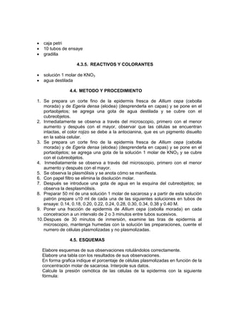 • caja petri
• 10 tubos de ensaye
• gradilla
4.3.5. REACTIVOS Y COLORANTES
• solución 1 molar de KNO3
• agua destilada
4.4. METODO Y PROCEDIMIENTO
1. Se prepara un corte fino de la epidermis fresca de Allium cepa (cebolla
morada) y de Egeria densa (elodea) (desprenderla en capas) y se pone en el
portaobjetos; se agrega una gota de agua destilada y se cubre con el
cubreobjetos.
2. Inmediatamente se observa a través del microscopio, primero con el menor
aumento y después con el mayor, observar que las células se encuentran
intactas, el color rojizo se debe a la antocianina, que es un pigmento disuelto
en la sabia celular.
3. Se prepara un corte fino de la epidermis fresca de Allium cepa (cebolla
morada) y de Egeria densa (elodea) (desprenderla en capas) y se pone en el
portaobjetos; se agrega una gota de la solución 1 molar de KNO3 y se cubre
con el cubreobjetos.
4. Inmediatamente se observa a través del microscopio, primero con el menor
aumento y después con el mayor.
5. Se observa la plasmólisis y se anota cómo se manifiesta.
6. Con papel filtro se elimina la disolución molar.
7. Después se introduce una gota de agua en la esquina del cubreobjetos; se
observa la desplasmólisis.
8. Preparar 50 ml de una solución 1 molar de sacarosa y a partir de esta solución
patrón prepare u10 ml de cada una de las siguientes soluciones en tubos de
ensaye: 0.14, 0.18, 0.20, 0.22, 0.24, 0.28, 0.30, 0.34, 0.38 y 0.40 M.
9. Poner una fracción de epidermis de Allium cepa (cebolla morada) en cada
concetracion a un intervalo de 2 o 3 minutos entre tubos sucesivos.
10.Despues de 30 minutos de inmersión, examine las tiras de epidermis al
microscopio, mantenga humedas con la solución las preparaciones, cuente el
numero de células plasmolizadas y no plasmolizadas.
4.5. ESQUEMAS
Elabore esquemas de sus observaciones rotulándolos correctamente.
Elabore una tabla con los resultados de sus observaciones.
En forma grafica indique el porcentaje de células plasmolizadas en función de la
concentración molar de sacarosa. Interpole sus datos.
Calcule la presión osmótica de las células de la epidermis con la siguiente
fórmula:
 