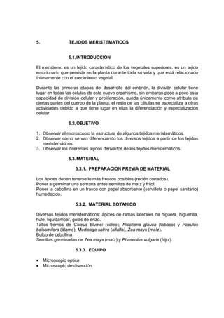 5. TEJIDOS MERISTEMATICOS
5.1.INTRODUCCION
El meristemo es un tejido característico de los vegetales superiores, es un tejido
embrionario que persiste en la planta durante toda su vida y que está relacionado
íntimamente con el crecimiento vegetal.
Durante las primeras etapas del desarrollo del embrión, la división celular tiene
lugar en todas las células de este nuevo organismo, sin embargo poco a poco esta
capacidad de división celular y proliferación, queda únicamente como atributo de
ciertas partes del cuerpo de la planta; el resto de las células se especializa a otras
actividades debido a que tiene lugar en ellas la diferenciación y especialización
celular.
5.2.OBJETIVO
1. Observar al microscopio la estructura de algunos tejidos meristemáticos.
2. Observar cómo se van diferenciando los diversos tejidos a partir de los tejidos
meristemáticos.
3. Observar los diferentes tejidos derivados de los tejidos meristemáticos.
5.3.MATERIAL
5.3.1. PREPARACION PREVIA DE MATERIAL
Los ápices deben tenerse lo más frescos posibles (recién cortados).
Poner a germinar una semana antes semillas de maíz y frijol.
Poner la cebollina en un frasco con papel absorbente (servilleta o papel sanitario)
humedecido.
5.3.2. MATERIAL BOTANICO
Diversos tejidos meristemáticos: ápices de ramas laterales de higuera, higuerilla,
hule, liquidambar, guias de erizo.
Tallos tiernos de Coleus blumei (coleo), Nicotiana glauca (tabaco) y Populus
balsamifera (álamo), Medicago sativa (alfalfa), Zea mays (maíz).
Bulbo de cebollina
Semillas germinadas de Zea mays (maíz) y Phaseolus vulgaris (frijol).
5.3.3. EQUIPO
• Microscopio optico
• Microscopio de disección
 
