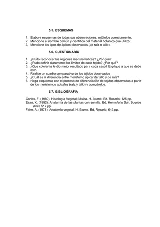 5.5. ESQUEMAS
1. Elabore esquemas de todas sus observaciones, rotúlelos correctamente.
2. Mencione el nombre común y científico del material botánico que utilizó.
3. Mencione los tipos de ápices observados (de raíz o tallo).
5.6. CUESTIONARIO
1. ¿Pudo reconocer las regiones meristemáticas? ¿Por qué?
2. ¿Pudo definir claramente los límites de cada tejido? ¿Por qué?
3. ¿Que colorante le dio mejor resultado para cada caso? Explique a que se debe
esto.
4. Realice un cuadro comparativo de los tejidos observados
5. ¿Cuál es la diferencia entre meristemo apical de tallo y de raíz?
6. Haga esquemas con el proceso de diferenciación de tejidos observados a partir
de los meristemos apicales (raíz y tallo) y compárelos.
5.7. BIBLIOGRAFIA
Cortes, F. (1980). Histología Vegetal Básica. H. Blume. Ed. Rosario. 125 pp.
Esau, K. (1982). Anatomía de las plantas con semilla. Ed. Hemisferio Sur. Buenos
Aires 512 pp.
Fahn, A. (1978). Anatomía vegetal. H. Blume. Ed. Rosario. 643 pp.
 