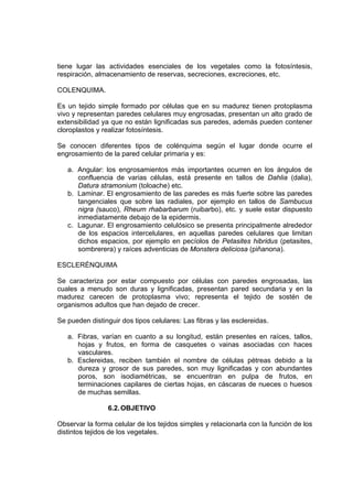tiene lugar las actividades esenciales de los vegetales como la fotosíntesis,
respiración, almacenamiento de reservas, secreciones, excreciones, etc.
COLENQUIMA.
Es un tejido simple formado por células que en su madurez tienen protoplasma
vivo y representan paredes celulares muy engrosadas, presentan un alto grado de
extensibilidad ya que no están lignificadas sus paredes, además pueden contener
cloroplastos y realizar fotosíntesis.
Se conocen diferentes tipos de colénquima según el lugar donde ocurre el
engrosamiento de la pared celular primaria y es:
a. Angular: los engrosamientos más importantes ocurren en los ángulos de
confluencia de varias células, está presente en tallos de Dahlia (dalia),
Datura stramonium (toloache) etc.
b. Laminar. El engrosamiento de las paredes es más fuerte sobre las paredes
tangenciales que sobre las radiales, por ejemplo en tallos de Sambucus
nigra (sauco), Rheum rhabarbarum (ruibarbo), etc. y suele estar dispuesto
inmediatamente debajo de la epidermis.
c. Lagunar. El engrosamiento celulósico se presenta principalmente alrededor
de los espacios intercelulares, en aquellas paredes celulares que limitan
dichos espacios, por ejemplo en pecíolos de Petasites hibridus (petasites,
sombrerera) y raíces adventicias de Monstera deliciosa (piñanona).
ESCLERÉNQUIMA
Se caracteriza por estar compuesto por células con paredes engrosadas, las
cuales a menudo son duras y lignificadas, presentan pared secundaria y en la
madurez carecen de protoplasma vivo; representa el tejido de sostén de
organismos adultos que han dejado de crecer.
Se pueden distinguir dos tipos celulares: Las fibras y las esclereidas.
a. Fibras, varían en cuanto a su longitud, están presentes en raíces, tallos,
hojas y frutos, en forma de casquetes o vainas asociadas con haces
vasculares.
b. Esclereidas, reciben también el nombre de células pétreas debido a la
dureza y grosor de sus paredes, son muy lignificadas y con abundantes
poros, son isodiamétricas, se encuentran en pulpa de frutos, en
terminaciones capilares de ciertas hojas, en cáscaras de nueces o huesos
de muchas semillas.
6.2.OBJETIVO
Observar la forma celular de los tejidos simples y relacionarla con la función de los
distintos tejidos de los vegetales.
 