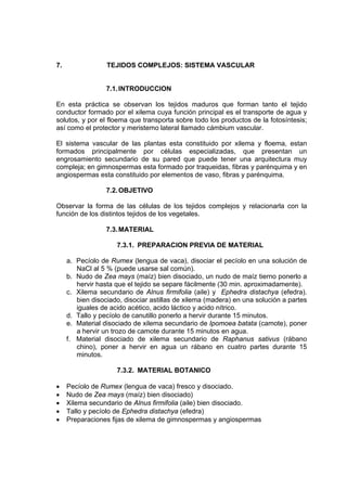 7. TEJIDOS COMPLEJOS: SISTEMA VASCULAR
7.1.INTRODUCCION
En esta práctica se observan los tejidos maduros que forman tanto el tejido
conductor formado por el xilema cuya función principal es el transporte de agua y
solutos, y por el floema que transporta sobre todo los productos de la fotosíntesis;
así como el protector y meristemo lateral llamado cámbium vascular.
El sistema vascular de las plantas esta constituido por xilema y floema, estan
formados principalmente por células especializadas, que presentan un
engrosamiento secundario de su pared que puede tener una arquitectura muy
compleja; en gimnospermas esta formado por traqueidas, fibras y parénquima y en
angiospermas esta constituido por elementos de vaso, fibras y parénquima.
7.2.OBJETIVO
Observar la forma de las células de los tejidos complejos y relacionarla con la
función de los distintos tejidos de los vegetales.
7.3.MATERIAL
7.3.1. PREPARACION PREVIA DE MATERIAL
a. Pecíolo de Rumex (lengua de vaca), disociar el pecíolo en una solución de
NaCl al 5 % (puede usarse sal común).
b. Nudo de Zea mays (maíz) bien disociado, un nudo de maíz tierno ponerlo a
hervir hasta que el tejido se separe fácilmente (30 min. aproximadamente).
c. Xilema secundario de Alnus firmifolia (aile) y Ephedra distachya (efedra).
bien disociado, disociar astillas de xilema (madera) en una solución a partes
iguales de acido acético, acido láctico y acido nítrico.
d. Tallo y pecíolo de canutillo ponerlo a hervir durante 15 minutos.
e. Material disociado de xilema secundario de Ipomoea batata (camote), poner
a hervir un trozo de camote durante 15 minutos en agua.
f. Material disociado de xilema secundario de Raphanus sativus (rábano
chino), poner a hervir en agua un rábano en cuatro partes durante 15
minutos.
7.3.2. MATERIAL BOTANICO
• Pecíolo de Rumex (lengua de vaca) fresco y disociado.
• Nudo de Zea mays (maíz) bien disociado)
• Xilema secundario de Alnus firmifolia (aile) bien disociado.
• Tallo y pecíolo de Ephedra distachya (efedra)
• Preparaciones fijas de xilema de gimnospermas y angiospermas
 