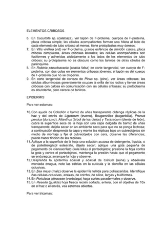 ELEMENTOS CRIBOSOS
6. En Cucurbita sp. (calabaza), ver tapón de F-proteína, cuerpos de F-proteína,
placa cribosa simple; las células acompañantes forman una hilera al lado de
cada elemento de tubo criboso al menos, tiene protoplastos muy densos.
7. En Vitis vinifera (vid) ver F-proteína, granos esféricos de almidón calosa, placa
cribosa compuesta, áreas cribosas laterales; las células acompañantes son
fusiformes y adheridas aisladamente a los lados de los elementos de tubo
criboso; su protoplasma no es obscuro como los taninos de otras células de
parénquima.
8. En Robinia pseudoacacia (acacia falsa) en corte tangencial, ver cuerpo de F-
proteína, con dos colas en elementos cribosos jóvenes; el tapón es del cuerpo
de F-proteína que no se dispersa.
9. En corte tangencial de corteza de Pinus sp. (pino), ver áreas cribosas; las
células albuminosas generalmente ocupan la orilla de los radios y tienen áreas
cribosas con calosa en comunicación con las células cribosas; su protoplasma
es abundante, pero carece de taninos.
EPIDERMIS
Para ver estomas:
10.Con ayuda de Colodión o barniz de uñas transparente obtenga réplicas de la
haz y del envés de Ligustrum (trueno), Bouganvillea (buganbilia), Prunus
persica (durazno), Ailanthus (árbol de los cielos) y Taraxacum (diente de león),
cubra la superficie seca de la hoja con una capa delgada de barniz de uñas
transparente; déjela secar en un ambiente seco para que no se ponga lechosa;
a continuación desprenda la capa y monte las réplicas bajo un cubreobjetos sin
medio de montaje y fije el cubreobjetos con cera, observe las diferencias;
puede hacer tinción de las réplicas.
11.Aplique a la superficie de la hoja una solución acuosa de detergente, líquida, o
de polietilenglicol estearato, déjela secar; aplique una gota pequeña de
pegamento de cianoacrilato (kola loka) al portaobjetos; presione la hoja contra
la gota y contra el portaobjetos, mantenga la presión hasta que el pegamento
se endurezca, arranque la hoja y observe.
12.Desprenda la epidermis abaxial y adaxial de Crinum (reina) y obsérvela
montada enagua, note las estrías en la cutícula y la clorofila en las células
oclusivas.
13.En Zea mays (maíz) observe la epidermis teñida para polisacaridos. Identifique
ñas células oclusivas, anexas, de corcho, de sílice, largas y buliformes.
14.En Portulaca oleraceae (verdolaga) haga cortes paradermales y observe.
15.En Reseda (gualda) hoja fresca recién cortada, entera, con el objetivo de 10x
en el haz o el envés, vea estomas abiertos.
Para ver tricomas:
 