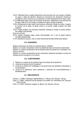 16.En Tillandsia (heno, paxtle) desprenda unos tricomas con una navaja y métalos
en agua o jalea de glicerol, deduzca la secuencia de divisiones durante la
ontogenia, vea el tricoma con su péndulo en corte longitudinal de la hoja o tallo.
17.En Menzelia (pega ropa) vea tricomas de gancho, desprenda unos tricomas de
la hoja o tallo con una navaja y móntelos en agua o jalea de glicerol.
18.En Cnidoscolus (mala mujer) vea tricomas urticantes, dibuje su forma, imagine
la función de la base, la parte cónica y la punta; tenga cuidado con éste
material.
19.En Tragia (ortiga), vea tricomas urticantes, distinga el cristal, la célula central,
las células circundantes.
Para ver cutícula:
20.En Agave (maguey) haga cortes transversales con o sin la pared externa
(mixiote) desprendida.
21.En Sambucus (sauco), vea un corte transversal de tallo teñido para lípidos.
8.5. ESQUEMAS
Elabore esquemas de todas sus observaciones, rotúlelas.
Elabore un cuadro comparativo entre los diferentes tipos de tricomas observados.
Elabora un cuadro comparativo de los distintos tipos de epidermis y asócielos a su
forma y función.
Elabora un cuadro comparativo de los contenidos celulares asociados a el tipo de
células que los contienen y su función.
8.6. CUESTIONARIO
1. Elabore un cuadro de los distintos tipos de células de la epidermis.
2. ¿Cuál es la función de la F-proteína?
3. ¿Cuál es la diferencia morfológica y funcional entre los laticiferos articulados y
no articulados.
4. ¿Cuál es la diferencia entre epidermis y estomas de monocotiledoneas y
dicotiledoneas?
8.7. BIBLIOGRAFIA
Cortes, F. (1980). Histología Vegetal Básica. H. Blume. Ed. Rosario. 125 pp.
Esau, K. (1982). Anatomía de las plantas con semilla. Ed. Hemisferio Sur. Buenos
Aires 512 pp.
Fahn, A. (1978). Anatomía vegetal. H. Blume. Ed. Rosario. 643 pp.
 