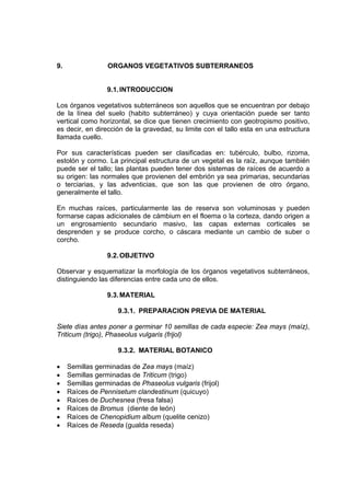 9. ORGANOS VEGETATIVOS SUBTERRANEOS
9.1.INTRODUCCION
Los órganos vegetativos subterráneos son aquellos que se encuentran por debajo
de la línea del suelo (habito subterráneo) y cuya orientación puede ser tanto
vertical como horizontal, se dice que tienen crecimiento con geotropismo positivo,
es decir, en dirección de la gravedad, su limite con el tallo esta en una estructura
llamada cuello.
Por sus características pueden ser clasificadas en: tubérculo, bulbo, rizoma,
estolón y cormo. La principal estructura de un vegetal es la raíz, aunque también
puede ser el tallo; las plantas pueden tener dos sistemas de raíces de acuerdo a
su origen: las normales que provienen del embrión ya sea primarias, secundarias
o terciarias, y las adventicias, que son las que provienen de otro órgano,
generalmente el tallo.
En muchas raíces, particularmente las de reserva son voluminosas y pueden
formarse capas adicionales de cámbium en el floema o la corteza, dando origen a
un engrosamiento secundario masivo, las capas externas corticales se
desprenden y se produce corcho, o cáscara mediante un cambio de suber o
corcho.
9.2.OBJETIVO
Observar y esquematizar la morfología de los órganos vegetativos subterráneos,
distinguiendo las diferencias entre cada uno de ellos.
9.3.MATERIAL
9.3.1. PREPARACION PREVIA DE MATERIAL
Siete días antes poner a germinar 10 semillas de cada especie: Zea mays (maíz),
Triticum (trigo), Phaseolus vulgaris (frijol)
9.3.2. MATERIAL BOTANICO
• Semillas germinadas de Zea mays (maíz)
• Semillas germinadas de Triticum (trigo)
• Semillas germinadas de Phaseolus vulgaris (frijol)
• Raíces de Pennisetum clandestinum (quicuyo)
• Raíces de Duchesnea (fresa falsa)
• Raíces de Bromus (diente de león)
• Raíces de Chenopidium album (quelite cenizo)
• Raíces de Reseda (gualda reseda)
 