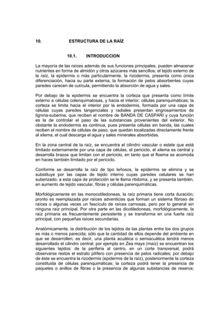 10. ESTRUCTURA DE LA RAÍZ
10.1. INTRODUCCION
La mayoría de las raíces además de sus funciones principales, pueden almacenar
nutrientes en forma de almidón y otros azúcares más sencillos; el tejido externo de
la raíz, la epidermis o más particularmente, la rizodermis, presenta como única
diferenciación, hacia su parte externa, la formación de pelos absorbentes cuyas
paredes carecen de cutícula, permitiendo la absorción de agua y sales.
Por debajo de la epidermis se encuentra la corteza que presenta como límite
externo a células colenquimatosas, y hacia el interior, células parenquimáticas; la
corteza se limita hacia el interior por la endodermis, formada por una capa de
células cuyas paredes tangenciales y radiales presentan engrosamientos de
lignina-suberina, que reciben el nombre de BANDA DE CASPARI y cuya función
es la de controlar el paso de las substancias provenientes del exterior. No
obstante la endodermis es continua, pues presenta células sin banda, las cuales
reciben el nombre de células de paso, que quedan localizadas directamente frente
al xilema, el cual descarga el agua y sales minerales absorbidas.
En la zona central de la raíz, se encuentra el cilindro vascular o estele que está
limitado externamente por una capa de células, el periciclo, el xilema es central y
desarrolla brazos que limitan con el periciclo, en tanto que el floema se acomoda
en haces también limitado por el periciclo.
Conforme se desarrolla la raíz de tipo leñosos, la epidermis se elimina y se
substituye por las capas de tejido interno cuyas paredes celulares se han
suberizado; a esta capa de protección se le llama ritidoma, y se presenta también,
en aumento de tejido vascular, fibras y células parenquimáticas.
Morfológicamente en las monocotiledoneas, la raíz primaria tiene corta duración;
pronto es reemplazada por raíces adventicias que forman un sistema fibroso de
raíces o algunas veces un fascículo de raíces carnosas, pero por lo general sin
ninguna raíz principal. Por otra parte en las dicotiledoneas, morfológicamente, la
raíz primaria es frecuentemente persistente y se transforma en una fuerte raíz
principal, con pequeñas raíces secundarias.
Anatómicamente, la distribución de los tejidos de las plantas entre los dos grupos
es más o menos parecida; sólo que la cantidad de ellos depende del ambiente en
que se desarrollen; es decir, una planta acuática o semiacuática tendrá menos
desarrollado el cilindro central; por ejemplo en Zea mays (maíz) se encuentran los
siguientes tejidos: de la periferia al centro, en un corte transversal, podrá
observarse restos el estrato pilífero con presencia de pelos radicales; por debajo
de éste se encuentra la rizodermis (epidermis de la raíz), posteriormente la corteza
constituida de células parenquimáticas; la corteza podrá tener la presencia de
paquetes o anillos de fibras o la presencia de algunas substancias de reserva;
 