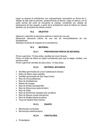 luego se aprecia la endodermis con engrosamiento secundario en forma de U,
debajo de ella está el periciclo, posteriormente el floema, luego el xilema y en la
parte central del corte se encuentra la médula, constituido por células de
parénquima de tipo angular; a partir de la endodermis hacia el interior se conoce
también con el nombre de cilindro central.
10.2. OBJETIVO
Observar y describir la estructura externa e interna de una raíz.
Diferenciar estructura interna de una raíz de monocotiledonea de una
dicotiledonea.
Distinguir la banda de Caspary en la endodermis.
10.3. MATERIAL
10.3.1. PREPARACION PREVIA DE MATERIAL
Poner a germinar, 15 días antes, semillas de Linum (linaza).
Poner un bulbo de Allium en papel humedecido para que le salgan raicillas, una
semana antes.
Poner a germinar semillas de Zea (maíz), 15 días antes.
10.3.2. MATERIAL BOTANICO
• Semillas germinadas de Linum lusitasissium (linaza)
• Bulbo de Allium cepa (cebolla)
• Semillas germinadas de Zea mays (maíz)
• Raíz de monocotiledonea
• Raíz de dicotiledonea
• Raices de musgos
• Raíz de Smilax (zarzaparrilla)
• Raíz de Ranunculus (pata de león)
• Raíz de Pistia
• Raíz de Eichhornia crassiper (lirio acuático)
• Raíz de Daucus carota (zanahoria)
• Raíz de Elodea (planta acuática)
• Trozo de Hedera helix (hiedra)
10.3.3. EQUIPO
• Microscopio compuesto
• Microscopio estereoscópico.
10.3.4. CRISTALERIA
• Portaobjetos
 