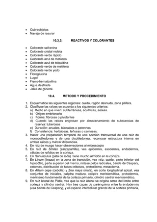 • Cubreobjetos
• Navaja de rasurar
10.3.5. REACTIVOS Y COLORANTES
• Colorante safranina
• Colorante cristal violeta
• Colorante verde rápido
• Colorante azul de metileno
• Colorante azul de tolouidina
• Colorante verde de metileno
• Colorante verde yodo
• Floroglucina
• Lugol
• Fierro-hematoxilina
• Agua destilada
• Jalea de glicerol.
10.4. METODO Y PROCEDIMIENTO
1. Esquematice las siguientes regiones: cuello, región desnuda, zona pilifera.
2. Clasifique las raíces se acuerdo a los siguientes criterios:
a) Medio en que viven: subterráneas, acuáticas, aéreas.
b) Origen embrionario
c) Forma: fibrosas o pivotantes
d) Cuando las raíces engrosan por almacenamiento de substancias de
reserva: tuberosas
e) Duración: anuales, bianuales o perennes
f) Consistencia: herbáceas, leñosas o carnosas.
3. Hacer una preparación temporal de una sección transversal de una raíz de
monocotiledonea y de una dicotiledonea, reconocer estructura interna en
ambas raíces y marcar diferencias.
4. En raiz de musgo hacer observaciones al microscopio
5. En raíz de Smilax (zarzaparrilla), vea epidermis, exodermis, endodermis,
células de rafidios en la corteza.
6. En Ranunculus (pata de león) tiene mucho almidón en la corteza.
7. En Linum (linaza) en la zona de transición, vea raíz, cuello, parte inferior del
hipocótilo, parte superior del mismo, nótese pelos radicales, banda de Caspary,
estomas, distribución de tubos cribosos, protoxilema, metaxilema.
8. En Allium cepa (cebolla) y Zea mays (maíz), en corte longitudinal apical, vea
conjuntos de iniciales, caliptra madura, caliptra meristemática, protodermis,
meristemo fundamental de la corteza primaria, cilindro central meristemático.
9. En raíz lateral de Pistia, vea que la raíz lateral se origina cerca del límite entre
corteza y cilindro central. Hay tres capas de parénquima entre la endodermis
(vea banda de Caspary), y el espacio intercelular grande de la corteza primaria,
 