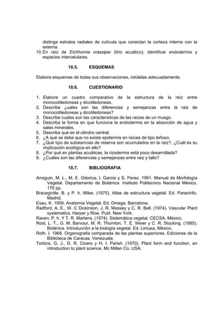 distinga estratos radiales de cutícula que conectan la corteza interna con la
externa.
10.En raíz de Eichhornia crassiper (lirio acuático), identificar endodermis y
espacios intercelulares.
10.5. ESQUEMAS
Elabore esquemas de todas sus observaciones, rotúlelas adecuadamente.
10.6. CUESTIONARIO
1. Elabore un cuadro comparativo de la estructura de la raíz entre
monocotiledoneas y dicotiledoneas.
2. Describe ¿uales son las diferencias y semejanzas entre la raiz de
monocotiledoneas y dicotiledoneas?
3. Describe cuales son las caracteristicas de las raices de un musgo.
4. Describa la forma en que funciona la endodermis en la absorción de agua y
sales minerales.
5. Describa qué es el cilindro central.
6. ¿A qué se debe que no existe epidermis en raíces de tipo leñoso.
7. ¿Qué tipo de substancias de reserva son acumulados en la raíz?, ¿Cuál es su
implicación ecológica en ello?
8. ¿Por qué en plantas acuáticas, la rizodermis está poco desarrollada?
9. ¿Cuáles son las diferencias y semejanzas entre raiz y tallo?
10.7. BIBLIOGRAFIA
Arreguin, M. L., M. E. Odorica, I. Garcia y S. Perez. 1991. Manual de Morfología
Vegetal. Departamento de Botánica. Instituto Politecnico Nacional México.
176 pp.
Bracegirdle, B. y P. h. Miles. (1975). Atlas de estructura vegetal. Ed. Paraninfo.
Madrid.
Esau, K. 1959. Anatomía Vegetal. Ed. Omega. Barcelona.
Radford, A. E., W. C Dickinson, J. R. Massey y C. R. Bell. (1974). Vascular Plant
systematics. Harper y Row. Publ. New York.
Raven, P. h. Y T. R. Martens. (1974). Sistemática vegetal. CECSA. México.
Rost, L. T., G. M. Barvour, M. R. Thornton, T. E. Weier y C. R. Stocking. (1985).
Botánica. Introducción a la biología vegetal. Ed. Limusa, México.
Roth, I. 1968. Organografia comparada de las plantas superiores. Ediciones de la
Biblioteca de Caracas, Venezuela.
Tortora, G. J., D. R. Cicero y H. I. Parish. (1970). Plant form and function, an
introduction to plant science. Mc Millan Co. USA.
 