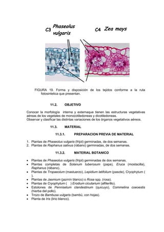 FIGURA 19. Forma y disposición de los tejidos conforme a la ruta
fotosintetica que presentan.
11.2. OBJETIVO
Conocer la morfología interna y externaque tienen las estructuras vegetativas
aéreas de los vegetales de monocotiledoneas y dicotiledoneas.
Observar y clasificar las distintas variaciones de los órganos vegetativos aéreos.
11.3. MATERIAL
11.3.1. PREPARACION PREVIA DE MATERIAL
1. Plantas de Phaseolus vulgaris (frijol) germinadas, de dos semanas.
2. Plantas de Raphanus sativus (rábano) germinadas, de dos semanas.
11.3.2. MATERIAL BOTANICO
• Plantas de Phaseolus vulgaris (frijol) germinadas de dos semanas.
• Plantas completas de Solanum tuberosum (papa), Eruca (mostacilla),
Raphanus (rábano).
• Plantas de Tropaeolum (mastuerzo), Lepidium latifolium (pasote), Cryophytum (
).
• Plantas de Jasmium (jazmín blanco) o Rosa spp. (rosa).
• Plantas de Cryophytum ( ) Erodium cicutarium (alfilerillo).
• Estolones de Pennisetum clandestinum (quicuyo), Commelina coeoestis
(hierba del pollo).
• Trozo de Bambusa vulgaris (bambú, con hojas).
• Planta de Iris (lirio blanco).
Zea maysPhaseolus
vulgaris
 