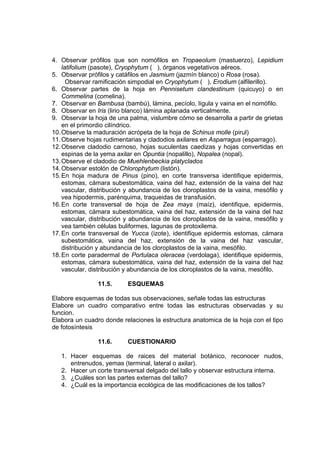 4. Observar prófilos que son nomófilos en Tropaeolum (mastuerzo), Lepidium
latifolium (pasote), Cryophytum ( ), órganos vegetativos aéreos.
5. Observar prófilos y catáfilos en Jasmium (jazmín blanco) o Rosa (rosa).
Observar ramificación simpodial en Cryophytum ( ), Erodium (alfilerillo).
6. Observar partes de la hoja en Pennisetum clandestinum (quicuyo) o en
Commelina (comelina).
7. Observar en Bambusa (bambú), lámina, pecíolo, lígula y vaina en el nomófilo.
8. Observar en Iris (lirio blanco) lámina aplanada verticalmente.
9. Observar la hoja de una palma, vislumbre cómo se desarrolla a partir de grietas
en el primordio cilíndrico.
10.Observe la maduración acrópeta de la hoja de Schinus molle (pirul)
11.Observe hojas rudimentarias y cladodios axilares en Asparragus (esparrago).
12.Observe cladodio carnoso, hojas suculentas caedizas y hojas convertidas en
espinas de la yema axilar en Opuntia (nopalillo), Nopalea (nopal).
13.Observe el cladodio de Muehlenbeckia platyclados
14.Observar estolón de Chlorophytum (listón).
15.En hoja madura de Pinus (pino), en corte transversa identifique epidermis,
estomas, cámara subestomática, vaina del haz, extensión de la vaina del haz
vascular, distribución y abundancia de los cloroplastos de la vaina, mesófilo y
vea hipodermis, parénquima, traqueidas de transfusión.
16.En corte transversal de hoja de Zea mays (maíz), identifique, epidermis,
estomas, cámara subestomática, vaina del haz, extensión de la vaina del haz
vascular, distribución y abundancia de los cloroplastos de la vaina, mesófilo y
vea también células buliformes, lagunas de protoxilema.
17.En corte transversal de Yucca (izote), identifique epidermis estomas, cámara
subestomática, vaina del haz, extensión de la vaina del haz vascular,
distribución y abundancia de los cloroplastos de la vaina, mesófilo.
18.En corte paradermal de Portulaca oleracea (verdolaga), identifique epidermis,
estomas, cámara subestomática, vaina del haz, extensión de la vaina del haz
vascular, distribución y abundancia de los cloroplastos de la vaina, mesófilo.
11.5. ESQUEMAS
Elabore esquemas de todas sus observaciones, señale todas las estructuras
Elabore un cuadro comparativo entre todas las estructuras observadas y su
funcion.
Elabora un cuadro donde relaciones la estructura anatomica de la hoja con el tipo
de fotosíntesis
11.6. CUESTIONARIO
1. Hacer esquemas de raices del material botánico, reconocer nudos,
entrenudos, yemas (terminal, lateral o axilar).
2. Hacer un corte transversal delgado del tallo y observar estructura interna.
3. ¿Cuáles son las partes externas del tallo?
4. ¿Cuál es la importancia ecológica de las modificaciones de los tallos?
 