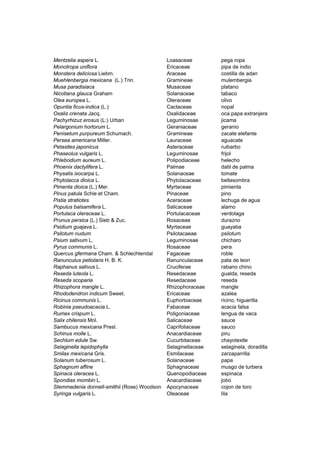 Mentzelia aspera L. Loasaceae pega ropa
Monotropa uniflora Ericaceae pipa de indio
Monstera deliciosa Liebm. Araceae costilla de adan
Muehlenbergia mexicana (L.) Trin. Gramineae mulembergia
Musa paradisiaca Musaceae platano
Nicotiana glauca Graham Solanaceae tabaco
Olea europea L. Oleraceae olivo
Opuntia ficus-indica (L.) Cactaceae nopal
Oxalis crenata Jacq. Oxalidaceae oca papa extranjera
Pachyrhizuz erosus (L:) Urban Leguminosae jicama
Pelargonium hortorum L. Geraniaceae geranio
Penisetum purpureum Schumach. Gramineae zacate elefante
Persea americana Miller. Lauraceae aguacate
Petasites japonicus Asteraceae ruibarbo
Phaseolus vulgaris L. Leguminosae frijol
Phlebodium aureum L. Polipodiaceae helecho
Phoenix dactylifera L. Palmae datil de palma
Physalis ixocarpa L. Solanaceae tomate
Phytolacca dioica L. Phytolacaceae bellasombra
Pimenta dioica (L.) Mer. Myrtaceae pimienta
Pinus patula Schle et Cham. Pinaceae pino
Pistia stratiotes Aceraceae lechuga de agua
Populus balsamifera L. Salicaceae alamo
Portulaca oleraceae L. Portulacaceae verdolaga
Prunus persica (L.) Sieb & Zuc. Rosaceae durazno
Psidium guajava L. Myrtaceae guayaba
Psilotum nudum Psilotacaeae psilotum
Psium sativum L, Leguminosae chicharo
Pyrus communis L. Rosaceae pera
Quercus gfermana Cham. & Schlechtendal Fagaceae roble
Ranunculus petiolaris H. B. K. Ranunculaceae pata de leon
Raphanus sativus L. Cruciferae rabano chino
Reseda luteola L. Resedaceae gualda, reseda
Reseda scoparia Resedaceae reseda
Rhizophora mangle L. Rhizophoraceae mangle
Rhododendron indicum Sweet. Ericaceae azalea
Ricinus communis L. Euphorbiaceae ricino, higuerilla
Robinia pseudoacacia L. Fabaceae acacia falsa
Rumex crispum L. Poligoniaceae lengua de vaca
Salix chilensis Mol. Salicaceae sauce
Sambucus mexicana Presl. Caprifoliaceae sauco
Schinus molle L. Anacardiaceae piru
Sechlum edule Sw. Cucurbitaceae chayotextle
Selaginella lepidophylla Selaginellaceae selaginela, doradilla
Smilax mexicana Gris. Esmilaceae zarzaparrilla
Solanum tuberosum L. Solanaceae papa
Sphagnum affine Sphagnaceae musgo de turbera
Spinaca oleracea L. Quenopodiaceae espinaca
Spondias mombin L. Anacardiaceae jobo
Stemmadenia donnell-smithii (Rose) Woodson Apocynaceae cojon de toro
Syringa vulgaris L. Oleaceae lila
 