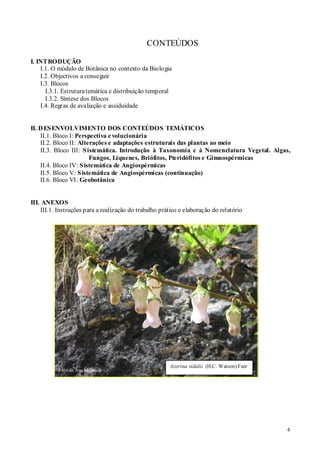 Allium cepa Foto 2B - Ensino Prático de Botânica na Graduação