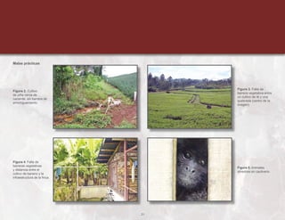 21
Figura 2. Cultivo
de piña cerca de
naciente, sin barrera de
amortiguamiento.
Figura 4. Falta de
barreras vegetativas
y distancia entre el
cultivo de banano y la
infraestructura de la finca.
Figura 3. Falta de
barrera vegetativa entre
un cultivo de té y una
quebrada (centro de la
imagen).
Figura 5. Animales
silvestres en cautiverio.
Malas prácticas
 