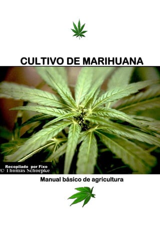 CULTIVO DE MARIHUANA
Manual básico de agricultura
Recopilado por Fixo
 