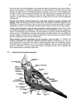 44
eliminada logo. Outra possibilidade é uma reação ao ataque de parasitas como sarna, piolho e
ácaros, que diminuem a resistência orgânica e com isso provocam a diarréia. Deve-se logo
eliminar as parasitas com uma limpeza rigorosa da gaiola e do ninho e uma lavagem com
Cândida. A seguir, coloca-se piolhicida atóxico no ninho para eliminar os parasitas que ficaram
na mãe e nos filhotes. O molhado do peito da mãe, popularmente chamado de suor, na
verdade é própria diarréia dos filhotes devido ao contato físico (as aves não têm glândulas
sudoríparas).
-

Magreza com tristeza, eventual diarréia com muita água, estrias de sangue e alimento mal
digerido: Pode ser sinal de vermes de vários tipos, que atacam o aparelho digestivo ou o
respiratório. É preciso identificar o tipo de verme, por exame de fezes, para saber o remédio
adequado e aí obter a cura. Calopsitas que são criadas e pisam no chão são as mais sujeitas.

-

Vômito, penas arrepiadas, perda de peso progressiva, eventual diarréia: Esta doença atinge
os sistemas respiratório e digestivo. O papo fica com uma substância líquida, expelida no
vômito. Há dificuldade ingerir alimentos, às vezes diarréia e pequenas placas esbranquiçadas
dentro do bico. A Candidíase é causada pela levedura Candida albicans que se prolifera no
aparelho digestivo. Atinge aves com baixa resistência. Em caso de dúvida, um exame de fezes
permite o diagnóstico. Cura-se com antifúngicos.

-

Olhos fechados, diarréia, prostração que faz encostar o bico no chão: É a Doença de
Pacheco, descoberta em 1930 pelo veterinário Genésio Pacheco, causado por um vírus do
grupo herpes que se encontra no ar. Ataca o sistema digestivo, além do respiratório, quando
há grande baixa de resistência. Só com um exame sofisticado, feito por poucos laboratórios,
pode ser confirmada. A cura é muito difícil devido à fraqueza da ave, mas é tentada com
imuno estimulantes e complexos vitamínicos.

6.7

Anatomia das Calopsitas esboçada

 