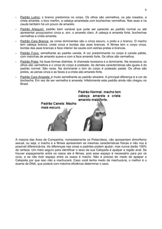 6
-

Padrão Lutino: o branco predomina no corpo. Os olhos são vermelhos, os pés rosados, a
crista amarela, o bico marfim, a cabeça amarelada com bochechas vermelhas. Nas asas e na
cauda também há um pouco de amarelo.

-

Padrão Arlequim: padrão bem variável que pode ser parecido ao padrão normal ou até
apresentar pouquíssimo cinza e, sim, o amarelo claro. A cabeça é amarela forte, bochechas
vermelhas e crista amarela.

-

Padrão Cara Branca: as cores dominantes são o cinza escuro, o preto e o branco. O macho
tem cabeça branca, crista cinza e bordas das asas brancas. A fêmea tem o corpo cinza,
bordas das asas brancas e face interior da cauda com estrias pretas e brancas.

-

Padrão Fulvo: semelhante ao padrão canela. A cor predominante no corpo é canela pálida,
com manchas de amarelo suave e com a face amarelo forte. Os olhos são vermelhos.

-

Padrão Prata: há duas formas distintas. A chamada recessiva e a dominante. Na recessiva, os
olhos são vermelhos e o cinza do corpo é prateado. As demais características são iguais à do
padrão normal. São raras. Na dominante o tom do corpo é prateado pastel. Os olhos são
pretos, as penas cinza e as faces e a crista são amarelo forte.

-

Padrão Cara Amarela: é muito semelhante ao padrão silvestre. A principal diferença é a cor da
bochecha. Em vez de ser vermelha é amarela. Infelizmente este padrão ainda não chegou no
Brasil.

A maioria das Aves de Companhia, nomeadamente os Psitacídeos, não apresentam dimorfismo
sexual, ou seja, o macho e a fêmea apresentam as mesmas características físicas e não nos é
possível diferenciá-los. As diferenças nas cores e padrões podem ajudar, mas nunca darão 100%
de certeza. Um meio seguro para identificar o sexo da sua Calopsita é apalpar a região anal. Se
houver espaçamento entre os ossos ela é fêmea, pois esse espaço é necessário para por os
ovos, e se não tiver espaço entre os ossos é macho. Não é preciso ter medo de apalpar a
Calopsita por que isso não a machucará. Caso você tenha medo de machucá-la, o melhor é o
exame de DNA, que poderá com máxima eficiência determinar o sexo.

 