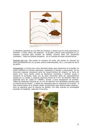 La Akadama japonesa es muy fácil de conseguir y parece que los arces japoneses la
prefieren a otros suelos. No obstante , se pueden cultivar arces japoneses en un
sustrato universal para bonsáis de calidad, durante años con excelentes
resultados . Todos los árboles prosperan en un sustrato de éstas características.
Sustrato tipo uno: Dos partes en volumen de turba, dos partes en volumen de
arena gruesa(arena de río, gruesa, granito descompuesto, etc.), una parte de tierra
de jardín.
Composición: La turba sirve como elemento básico para almacenar la humedad. La
arena mantiene el sustrato esponjoso, facilitando el drenaje y proveyendo de los
diminutos espacios necesarios para los requerimientos de oxígeno. La tierra de
jardín sirve como fuente inicial de elementos nutrientes y también ayuda a
mantener la humedad. Cada uno de estos elementos debe ser separadamente
pasado por un cedazo y cualquier partícula menor de 5 mm. de diámetro debe ser
separada para ser usada en <MAME>, bonsái ó para propagación de semillas.
Todas las partículas mayores de 10 mm de diámetro son demasiado grandes para
la mayoría de los tiestos , y deben ser separadas para su utilización en el jardín . A
ésta mezcla básica se le pueden añadir componentes para determinadas espécies ,
pero es operativa para la mayoría de árboles. Con éste sustrato es aconsejable
proceder al trasplante cada dos ó tres años.
19
 
