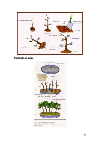Plantación en Grupo
25
 