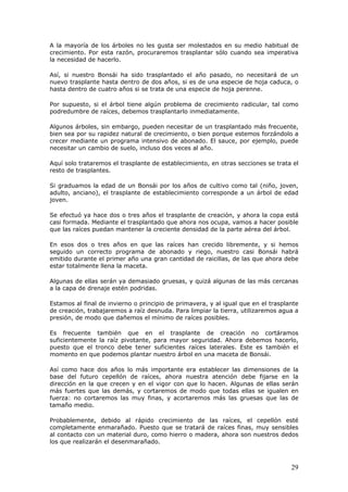 A la mayoría de los árboles no les gusta ser molestados en su medio habitual de
crecimiento. Por esta razón, procuraremos trasplantar sólo cuando sea imperativa
la necesidad de hacerlo.
Así, si nuestro Bonsái ha sido trasplantado el año pasado, no necesitará de un
nuevo trasplante hasta dentro de dos años, si es de una especie de hoja caduca, o
hasta dentro de cuatro años si se trata de una especie de hoja perenne.
Por supuesto, si el árbol tiene algún problema de crecimiento radicular, tal como
podredumbre de raíces, debemos trasplantarlo inmediatamente.
Algunos árboles, sin embargo, pueden necesitar de un trasplantado más frecuente,
bien sea por su rapidez natural de crecimiento, o bien porque estemos forzándolo a
crecer mediante un programa intensivo de abonado. El sauce, por ejemplo, puede
necesitar un cambio de suelo, incluso dos veces al año.
Aquí solo trataremos el trasplante de establecimiento, en otras secciones se trata el
resto de trasplantes.
Si graduamos la edad de un Bonsái por los años de cultivo como tal (niño, joven,
adulto, anciano), el trasplante de establecimiento corresponde a un árbol de edad
joven.
Se efectuó ya hace dos o tres años el trasplante de creación, y ahora la copa está
casi formada. Mediante el trasplantado que ahora nos ocupa, vamos a hacer posible
que las raíces puedan mantener la creciente densidad de la parte aérea del árbol.
En esos dos o tres años en que las raíces han crecido libremente, y si hemos
seguido un correcto programa de abonado y riego, nuestro casi Bonsái habrá
emitido durante el primer año una gran cantidad de raicillas, de las que ahora debe
estar totalmente llena la maceta.
Algunas de ellas serán ya demasiado gruesas, y quizá algunas de las más cercanas
a la capa de drenaje estén podridas.
Estamos al final de invierno o principio de primavera, y al igual que en el trasplante
de creación, trabajaremos a raíz desnuda. Para limpiar la tierra, utilizaremos agua a
presión, de modo que dañemos el mínimo de raíces posibles.
Es frecuente también que en el trasplante de creación no cortáramos
suficientemente la raíz pivotante, para mayor seguridad. Ahora debemos hacerlo,
puesto que el tronco debe tener suficientes raíces laterales. Este es también el
momento en que podemos plantar nuestro árbol en una maceta de Bonsái.
Así como hace dos años lo más importante era establecer las dimensiones de la
base del futuro cepellón de raíces, ahora nuestra atención debe fijarse en la
dirección en la que crecen y en el vigor con que lo hacen. Algunas de ellas serán
más fuertes que las demás, y cortaremos de modo que todas ellas se igualen en
fuerza: no cortaremos las muy finas, y acortaremos más las gruesas que las de
tamaño medio.
Probablemente, debido al rápido crecimiento de las raíces, el cepellón esté
completamente enmarañado. Puesto que se tratará de raíces finas, muy sensibles
al contacto con un material duro, como hierro o madera, ahora son nuestros dedos
los que realizarán el desenmarañado.
29
 