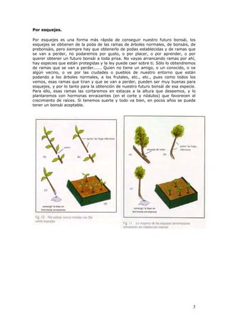 Por esquejes.
Por esquejes es una forma más rápida de conseguir nuestro futuro bonsái, los
esquejes se obtienen de la poda de las ramas de árboles normales, de bonsáis, de
prebonsáis, pero siempre hay que obtenerlo de podas establecidas y de ramas que
se van a perder, no podaremos por gusto, o por placer, o por aprender, o por
querer obtener un futuro bonsái a toda prisa. No vayas arrancando ramas por ahí,
hay especies que están protegidas y la ley puede caer sobre ti. Sólo lo obtendremos
de ramas que se van a perder...... Quien no tiene un amigo, o un conocido, o ve
algún vecino, o ve por las ciudades o pueblos de nuestro entorno que están
podando a los árboles normales, a los frutales, etc., etc., pues como todos los
vemos, esas ramas que tiran y que se van a perder, pueden ser muy buenas para
esquejes, y por lo tanto para la obtención de nuestro futuro bonsái de esa especie.
Para ello, esas ramas las cortaremos en estacas a la altura que deseemos, y lo
plantaremos con hormonas enraizantes (en el corte y nódulos) que favorecen el
crecimiento de raíces. Si tenemos suerte y todo va bien, en pocos años se puede
tener un bonsái aceptable.
3
 