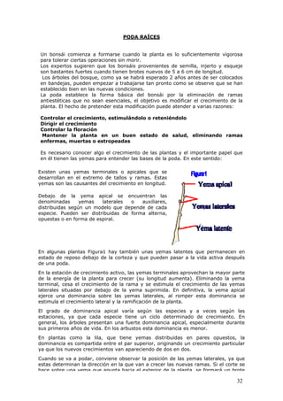 PODA RAÍCES
Un bonsái comienza a formarse cuando la planta es lo suficientemente vigorosa
para tolerar ciertas operaciones sin morir.
Los expertos sugieren que los bonsáis provenientes de semilla, injerto y esqueje
son bastantes fuertes cuando tienen brotes nuevos de 5 a 6 cm de longitud.
Los árboles del bosque, como ya se habrá esperado 2 años antes de ser colocados
en bandejas, pueden empezar a trabajarse tan pronto como se observe que se han
establecido bien en las nuevas condiciones.
La poda establece la forma básica del bonsái por la eliminación de ramas
antiestéticas que no sean esenciales, el objetivo es modificar el crecimiento de la
planta. El hecho de pretender esta modificación puede atender a varias razones:
Controlar el crecimiento, estimulándolo o reteniéndolo
Dirigir el crecimiento
Controlar la floración
Mantener la planta en un buen estado de salud, eliminando ramas
enfermas, muertas o estropeadas
Es necesario conocer algo el crecimiento de las plantas y el importante papel que
en él tienen las yemas para entender las bases de la poda. En este sentido:
Existen unas yemas terminales o apicales que se
desarrollan en el extremo de tallos y ramas. Estas
yemas son las causantes del crecimiento en longitud.
Debajo de la yema apical se encuentran las
denominadas yemas laterales o auxiliares,
distribuidas según un modelo que depende de cada
especie. Pueden ser distribuidas de forma alterna,
opuestas o en forma de espiral.
En algunas plantas Figura1 hay también unas yemas latentes que permanecen en
estado de reposo debajo de la corteza y que pueden pasar a la vida activa después
de una poda.
En la estación de crecimiento activo, las yemas terminales aprovechan la mayor parte
de la energía de la planta para crecer (su longitud aumenta). Eliminando la yema
terminal, cesa el crecimiento de la rama y se estimula el crecimiento de las yemas
laterales situadas por debajo de la yema suprimida. En definitiva, la yema apical
ejerce una dominancia sobre las yemas laterales, al romper esta dominancia se
estimula el crecimiento lateral y la ramificación de la planta.
El grado de dominancia apical varía según las especies y a veces según las
estaciones, ya que cada especie tiene un ciclo determinado de crecimiento. En
general, los árboles presentan una fuerte dominancia apical, especialmente durante
sus primeros años de vida. En los arbustos esta dominancia es menor.
En plantas como la lila, que tiene yemas distribuidas en pares opuestos, la
dominancia es compartida entre el par superior, originando un crecimiento particular
ya que los nuevos crecimientos van apareciendo de dos en dos.
Cuando se va a podar, conviene observar la posición de las yemas laterales, ya que
estas determinan la dirección en la que van a crecer las nuevas ramas. Si el corte se
hace sobre una yema que apunta hacia el exterior de la planta se formará un brote
32
 